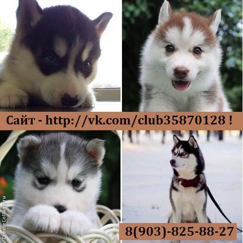 Самые замечательные малыши. сибирской хаски в Ростове