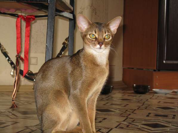 Продажа АБИССИНСКИХ котят в Дмитрове фото 4