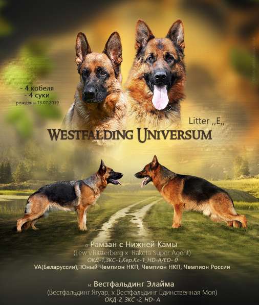 Щенки немецкой овчарки в Сарапуле фото 4