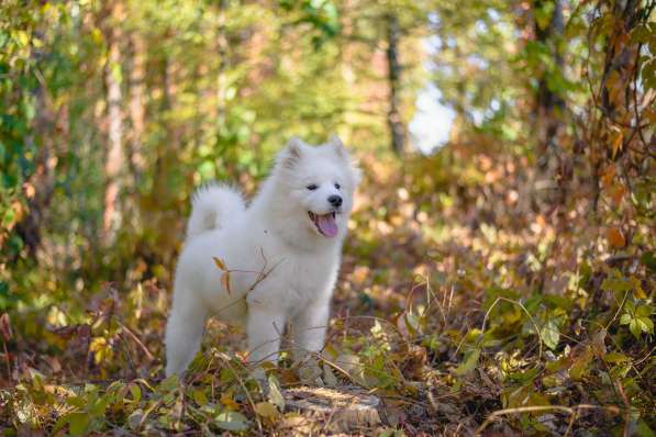 Samoyed puppy в 