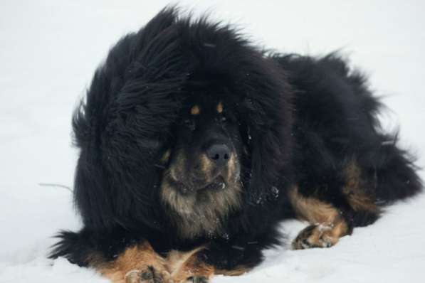 Тибетский мастиф - лучший страж на территории в Москве фото 100