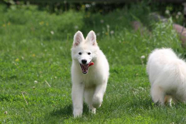 Щенки БШО в Москве фото 4