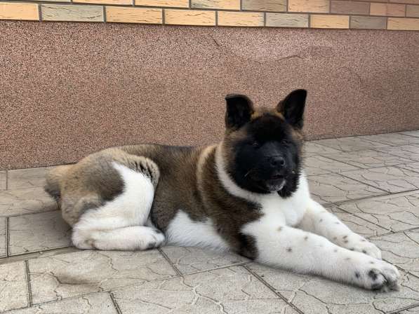 Акита в Ростове-на-Дону фото 77