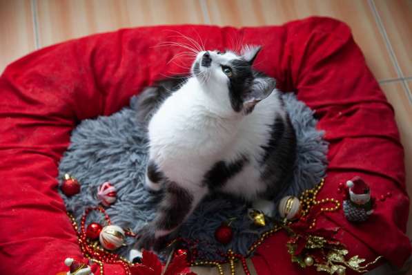 Отдам в добрые руки в Сочи фото 5