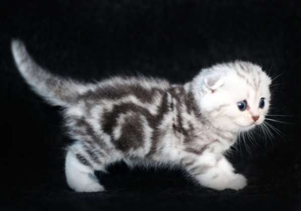 Шотландские котята драгоценных окрасов. Питомник в фото 4