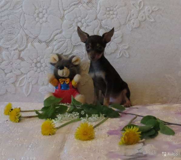 Щенки Русского Той терьера в Красноярске фото 16