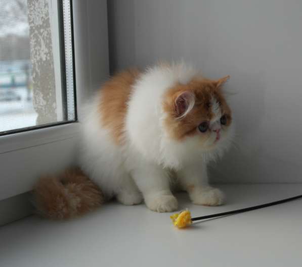 Персидский котенок продается в Казани фото 3