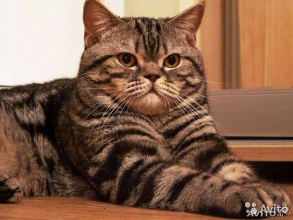 Вязка с британским котом в Костроме фото 4