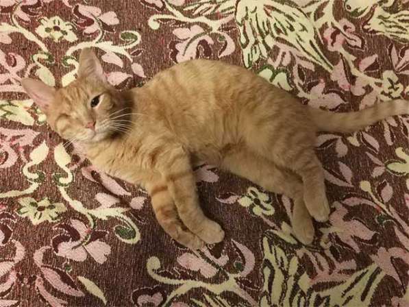 Добрейший солнечный молодой котик Рыжик ищет дом в Москве фото 3