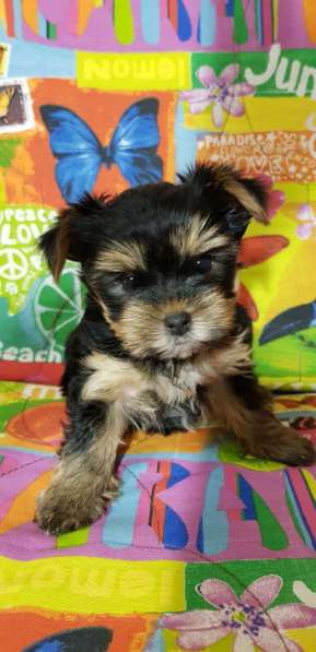 Щенки йоркширского терьера в Подольске фото 5