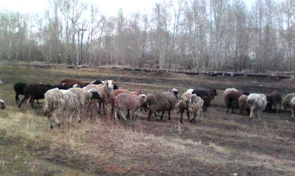 Овцы, бараны, ягнята в Красноярске фото 3
