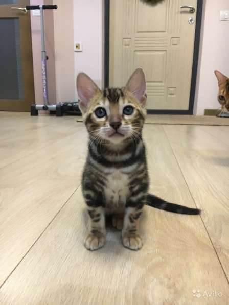 Бенгальский богатырь