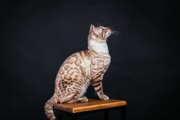 Bengal snow beautiful cat