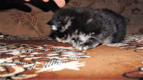 Котёнок мейн кун в Черняховске фото 5