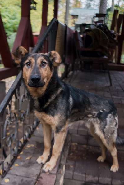 Разумный ласковый молодой пес в Санкт-Петербурге фото 20