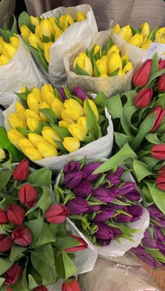 Тепличные тюльпаны оптом в фото 4