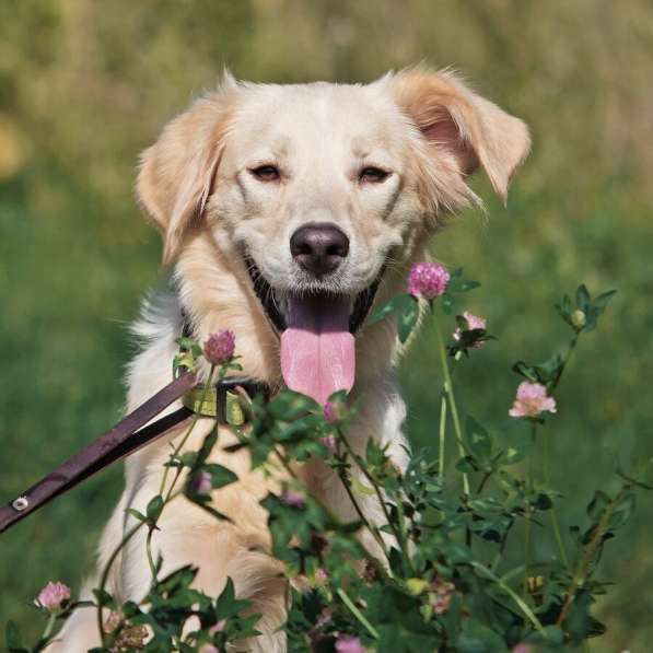 Ищет дом чудесный пес Арни в Москве фото 6