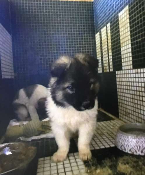 Мотя ищет дом и любимую семью в Москве фото 5