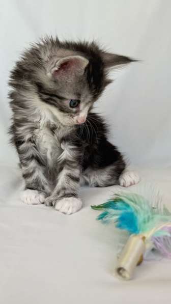 Maine Coon kittens в фото 3