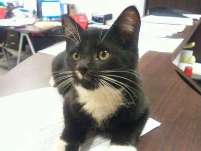 Отдам даром Милые, игривые малыши ищут дом в Санкт-Петербурге