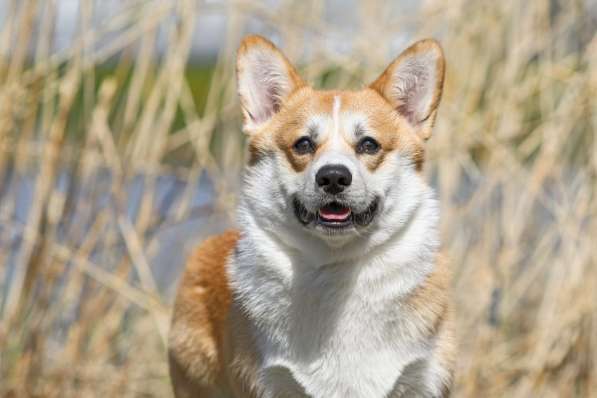 Щенки вельш корги пемброк в Санкт-Петербурге фото 12