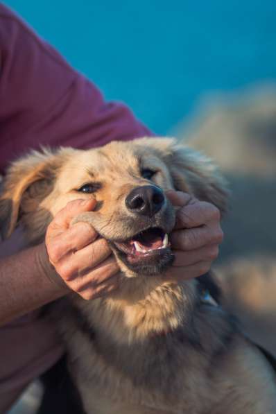 Шапочка ищет дом!!! в Москве