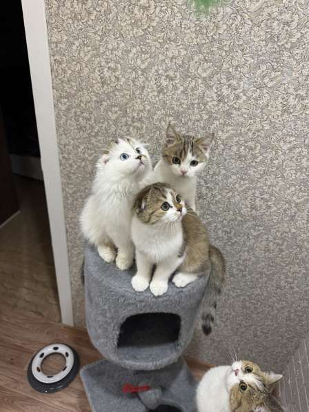 Продаю шотландских котят в Волгограде фото 3