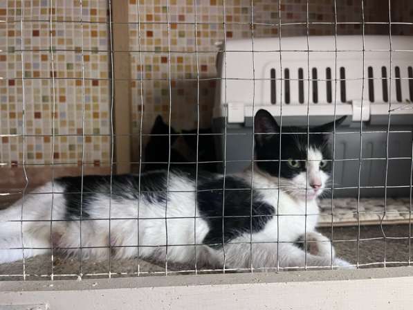 Отдам в добрые руки ! в Москве фото 6