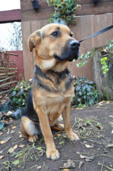 Отдам даром Жизнерадостный Каспер ищет дом в Санкт-Петербурге фото 5