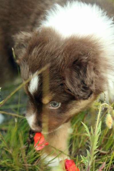 Щенок Miniature American Shepherd (MAS) - кобель в фото 4