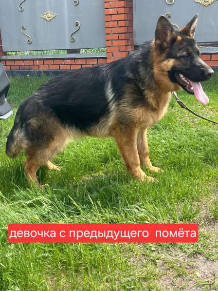 Немецкая овчарка, щенок в Липецке