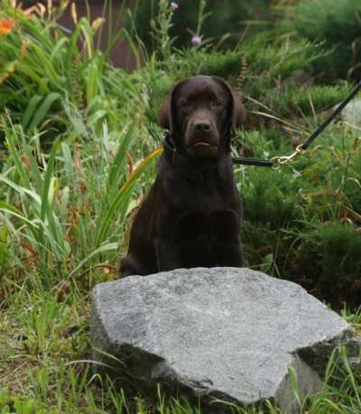 Шоколадная девочка лабрадор(клеймо, док.) в Тюмени фото 5