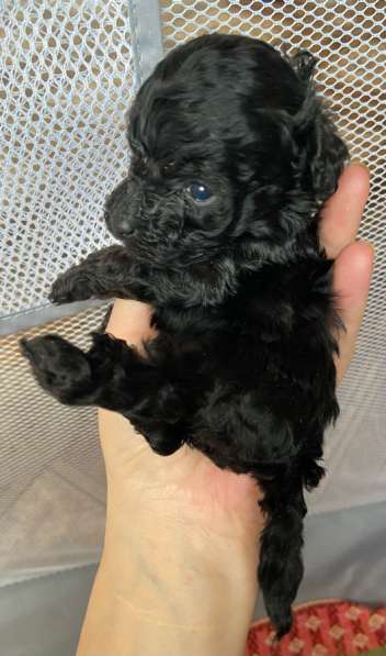 Девочка той пуделя