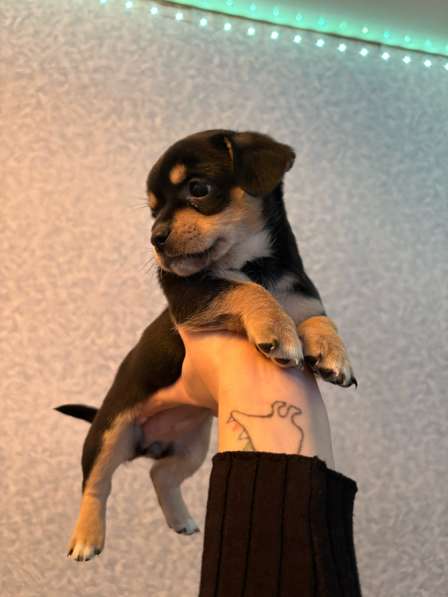 Отдам щенят в добрые руки в Серпухове фото 4