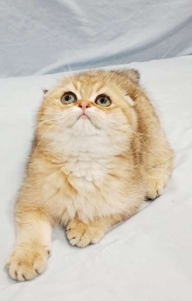 Maльчик SFS