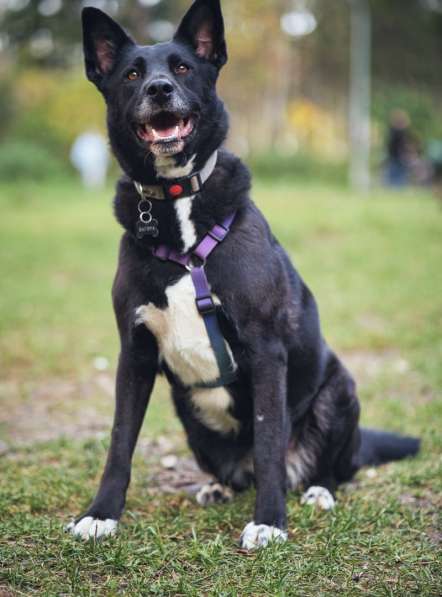 Ищем дом для спасенной доброй собаки Багиры в Москве фото 7