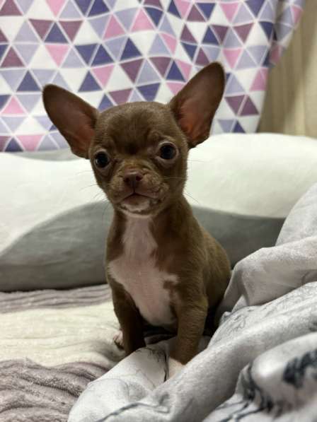 Щенята в Москве фото 5