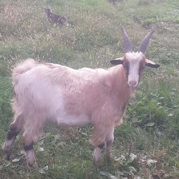 Козы в Энеме фото 3