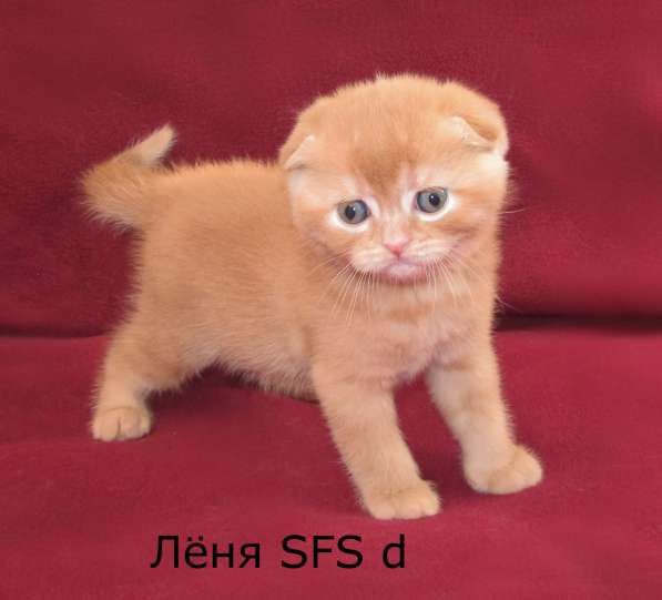 Шотландские котята из питомника в Санкт-Петербурге фото 3