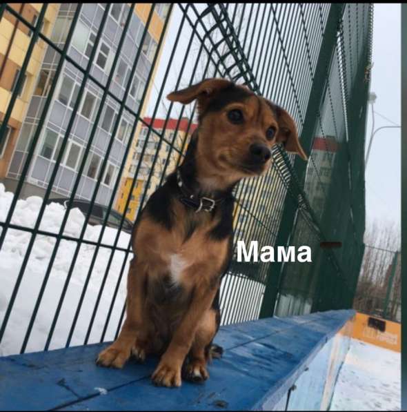 Щенки в добрые руки! в Ноябрьске фото 7