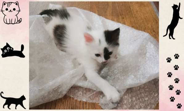Котёнок-девочка в добрые руки! в фото 7