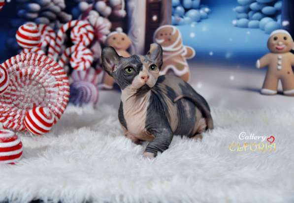 Котята Sphynx, Elf, DWELF в фото 7