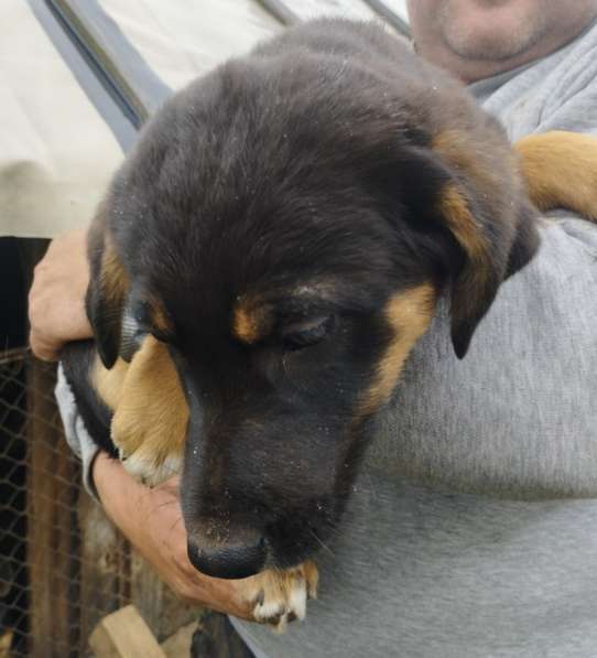 Девочка в добрые руки в фото 3