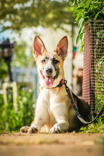 Красавчик, метис овчарки Рэкс в дар в Москве фото 3
