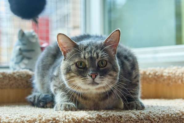 Котик Луня в добрые руки в Москве