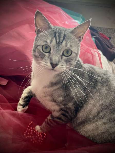 Снежно-серебристый кот Буся в дар в Москве фото 3