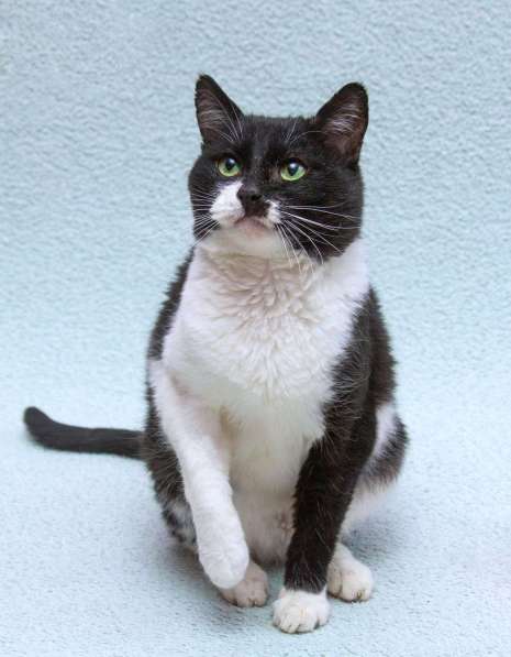 Обаятельный котик Мейсон в дар в Москве фото 6