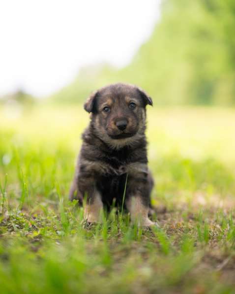 Щенята — почти волчата ищут дом в Москве фото 8
