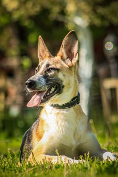 Красавчик, метис овчарки Рэкс в дар в Москве фото 6