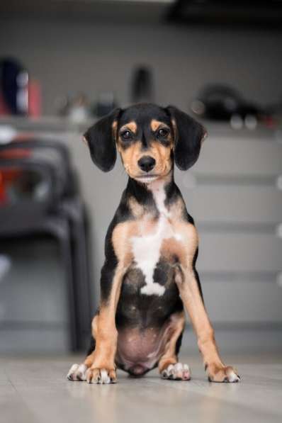 Зиппи ищет своего человека в Москве фото 6